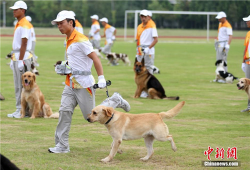 80条警犬集结南京安保青奥会_头条新闻_新闻